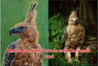 Makna Lambang Garuda saka Kacamata Jawi